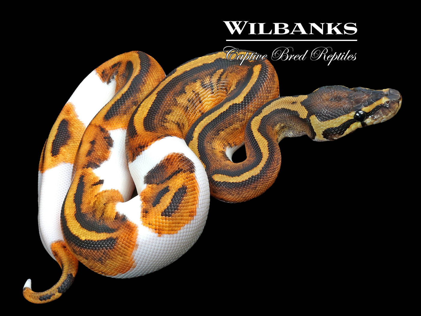 Pied 100% Het. Lavender Albino Ball Python ♀ '23