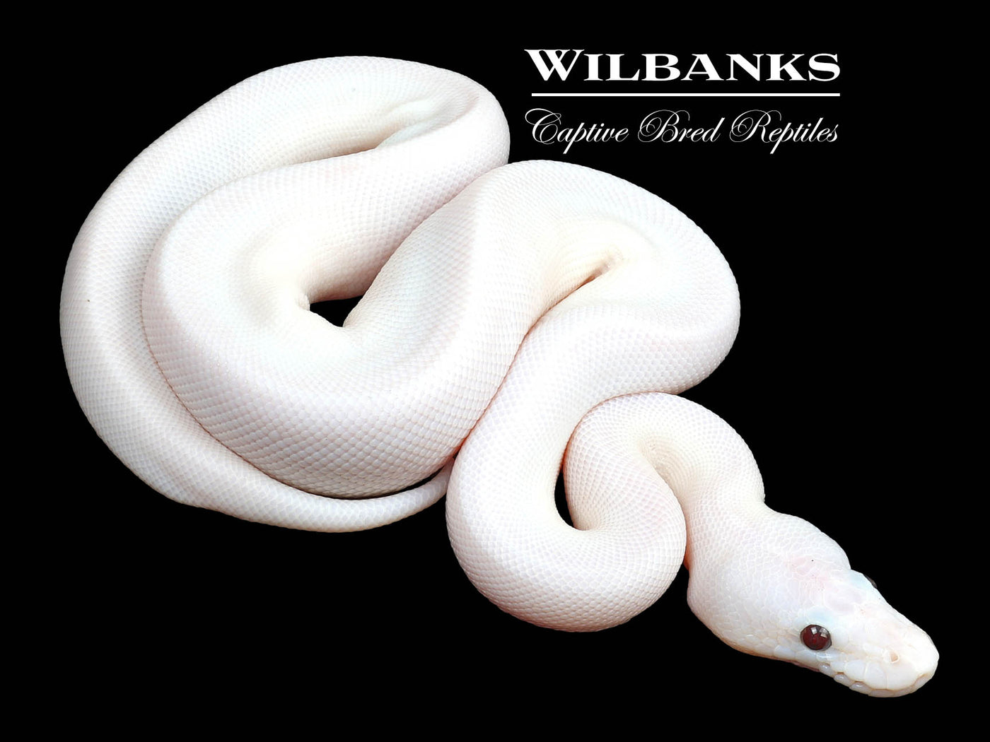 Banana Super Fire Ball Python ♂ '23
