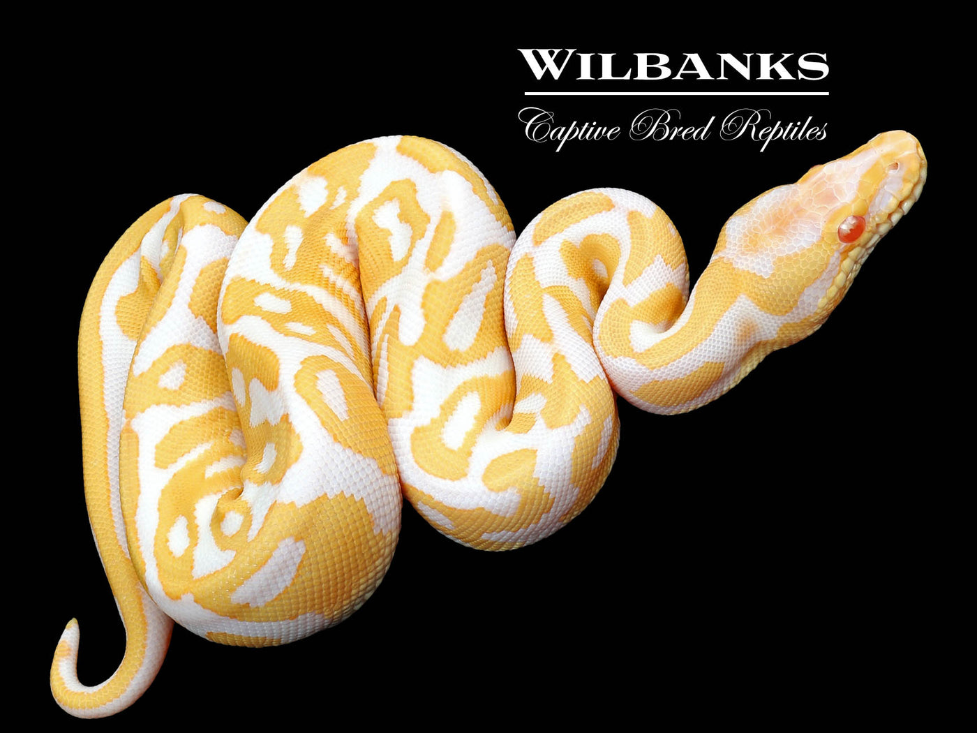 Albino Leopard Ball Python ♀ '23