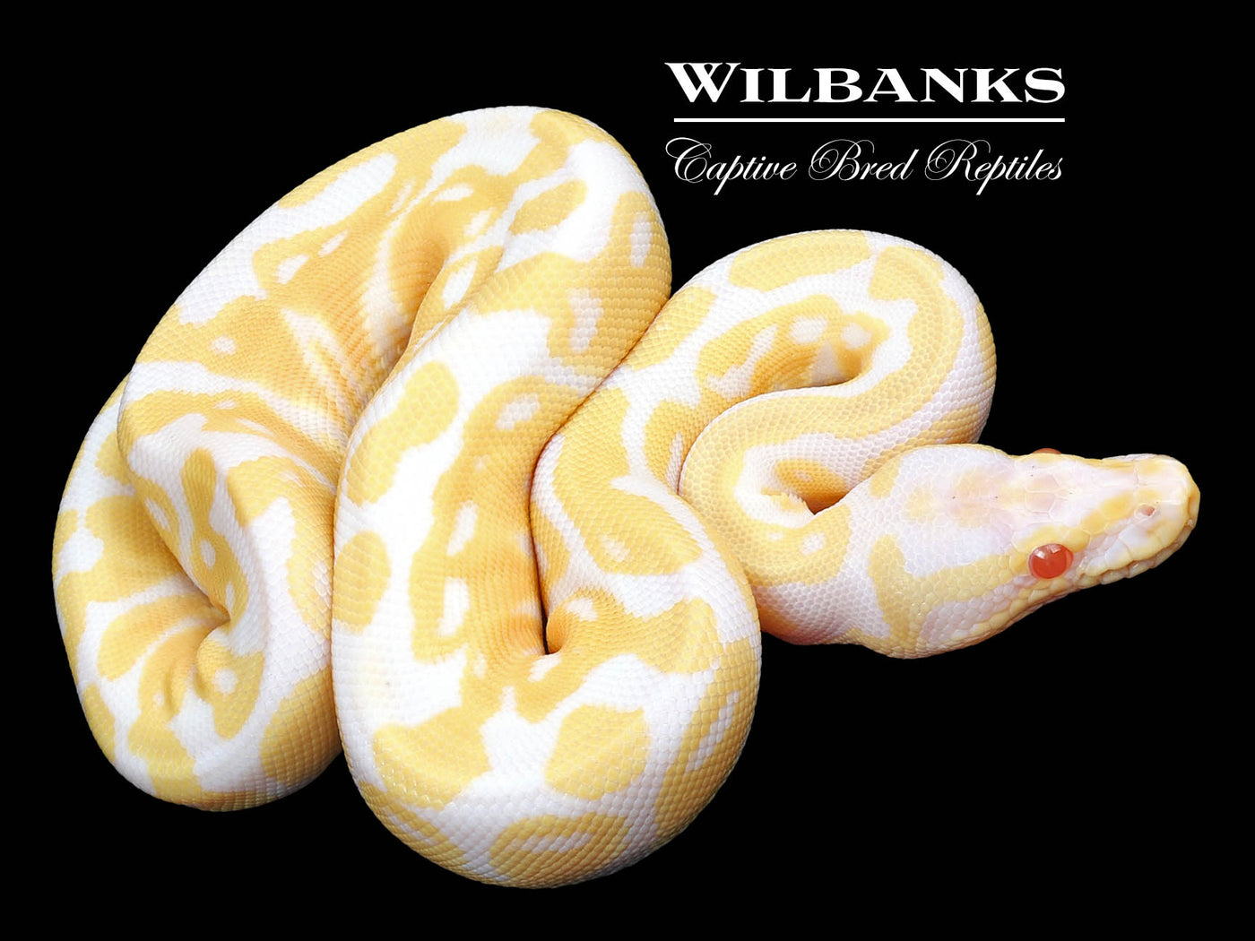Pastel Albino Ball Python ♀ '23