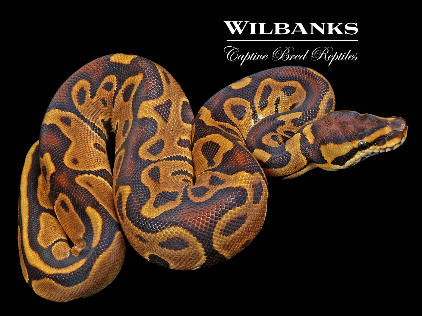 Enchi Leopard 100% Het. Albino Ball Python ♀ '23