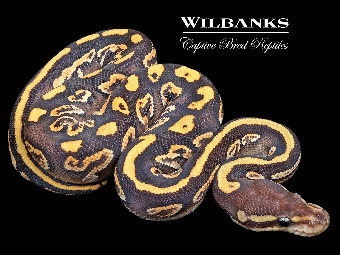 Black Pastel Mojave Yellow Belly Ball Python ♀ '23