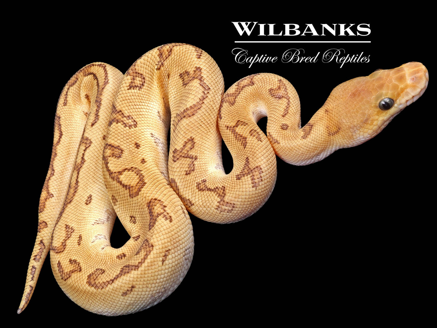 Red Stripe Mojave Pinstripe Clown Ball Python ♂ '23