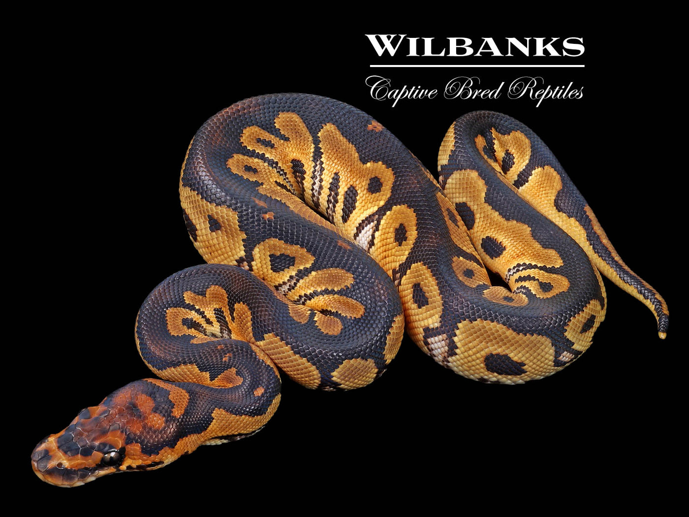 Sable Clown Ball Python ♂ '23