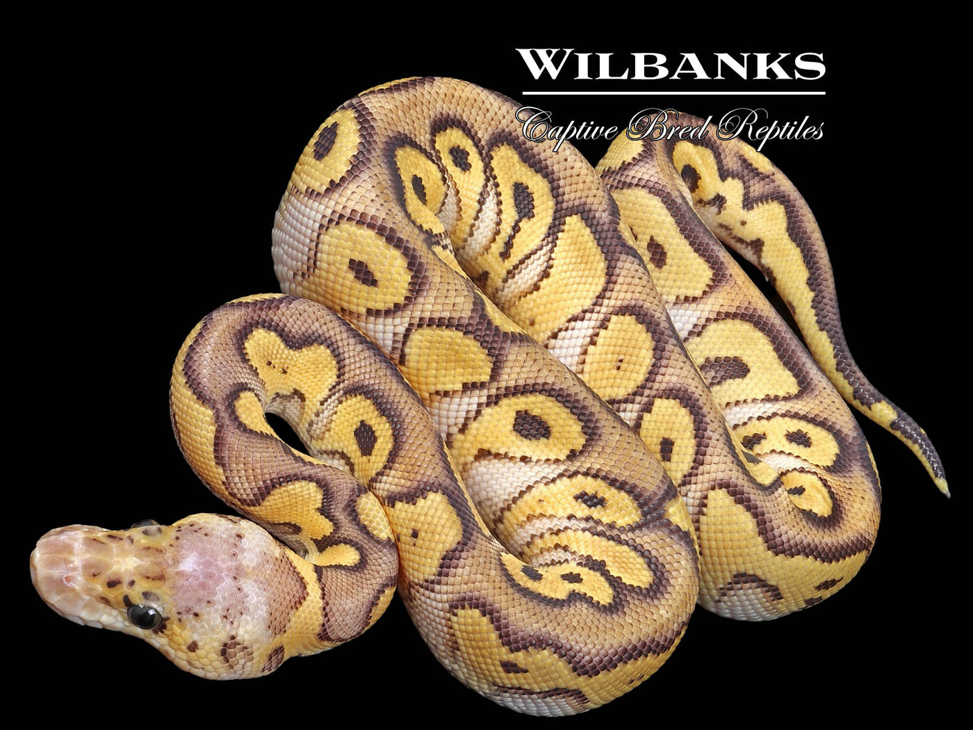 Pastave Clown Ball Python ♂ '23