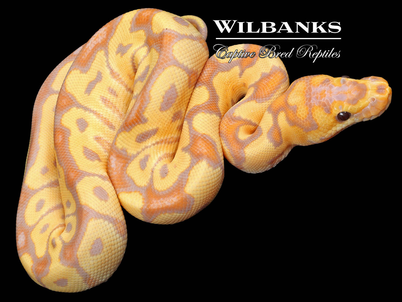 Banana Clown Ball Python ♂ '23