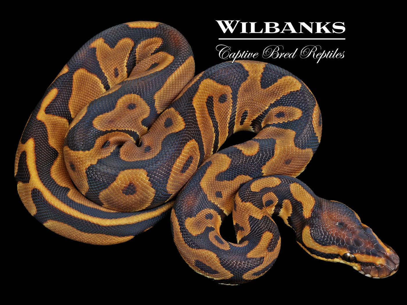 Enchi Leopard 100% Het. Albino Ball Python ♀ '23