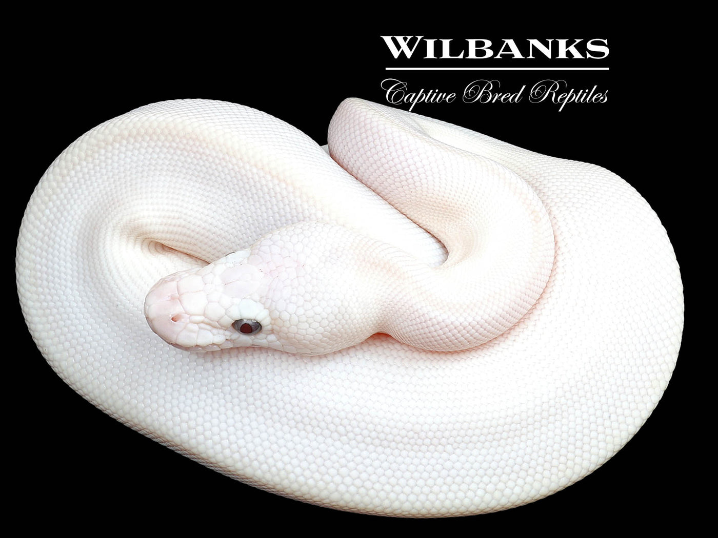 Banana Blue Eyed Lucy (Butter Mojave) Ball Python ♂ '23