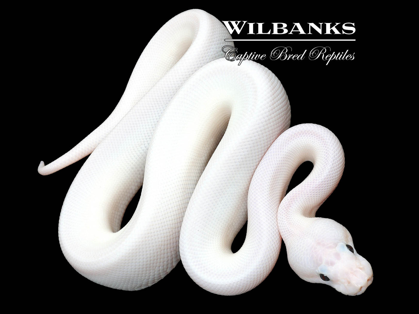 Super Fire Ball Python ♂ '23