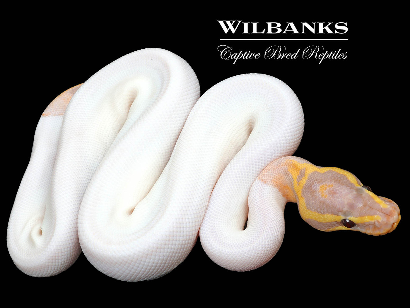 Banana Pied Ball Python ♂ '23
