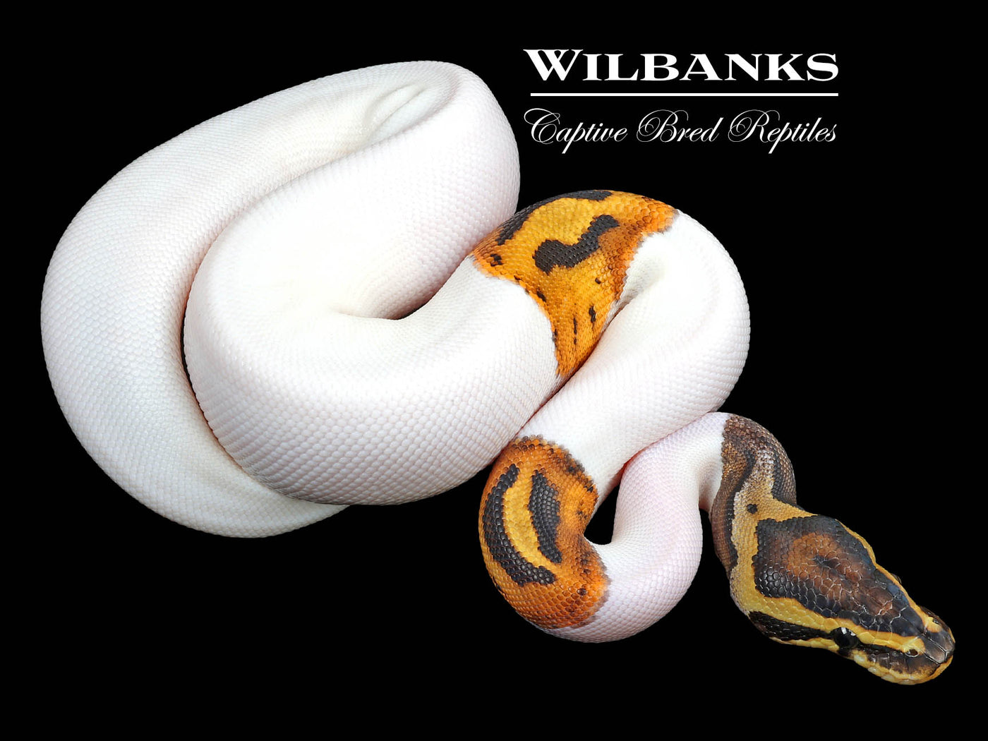 Pied Ball Python ♂ '23