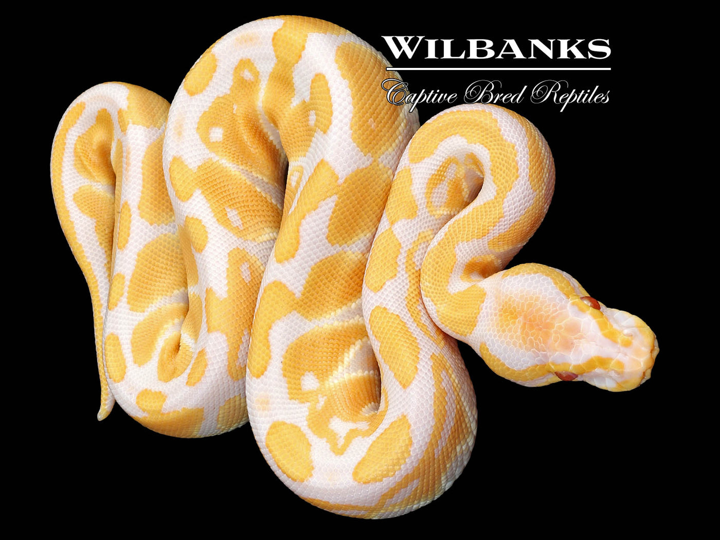 Candy Ball Python ♀ '23