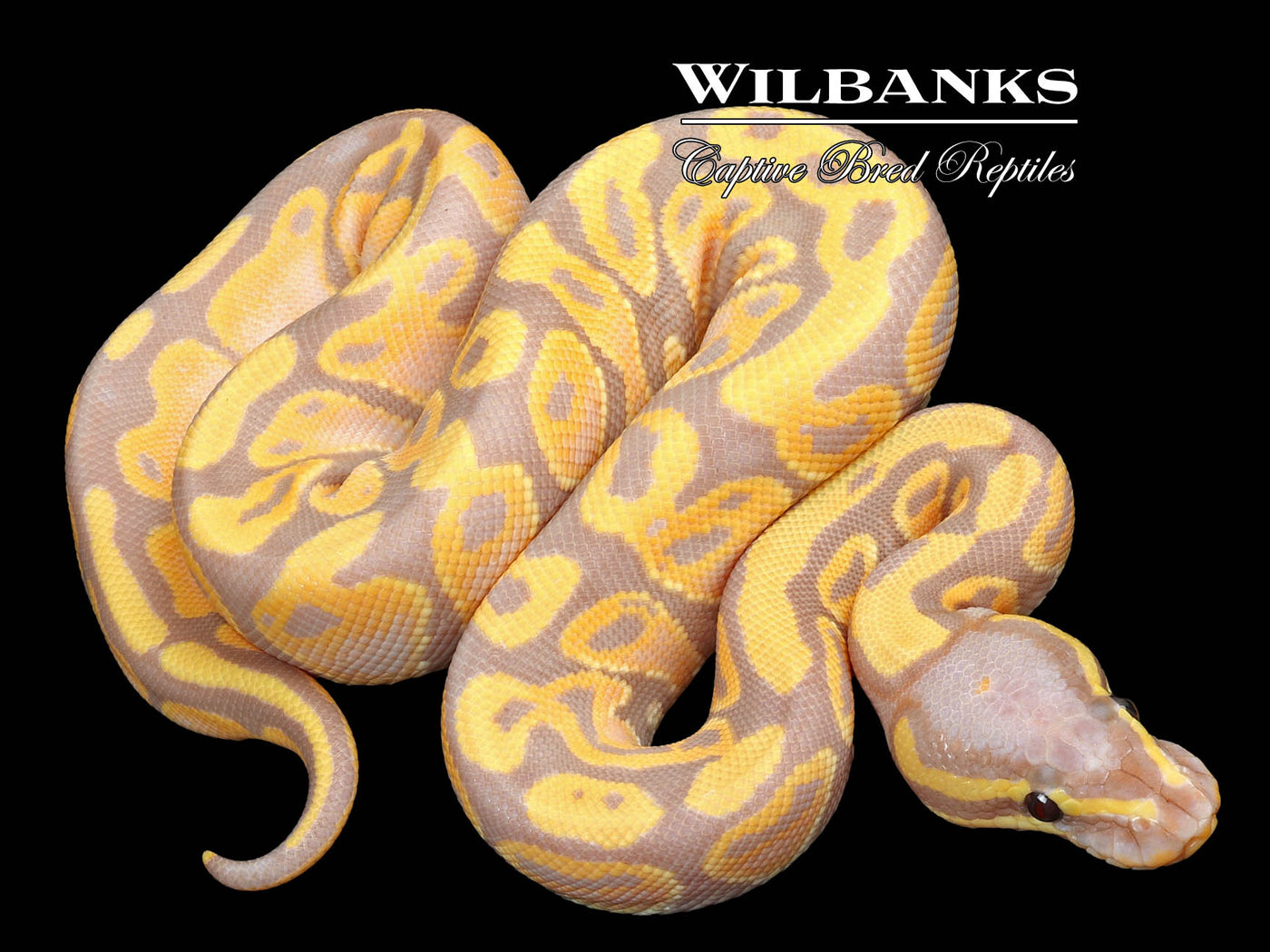 Banana 66% PH Sunset Ball Python ♀ '23