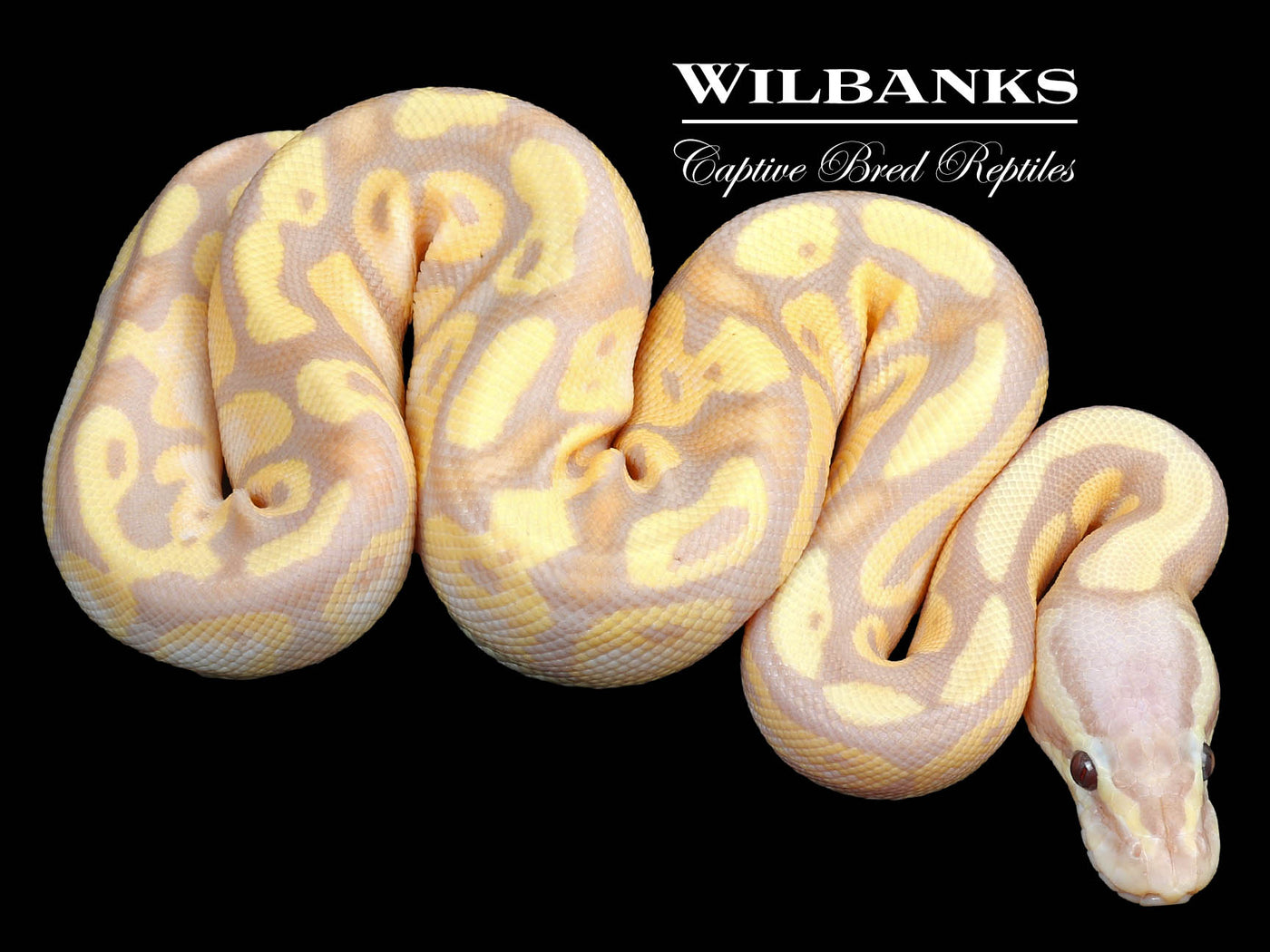 Banana FireFly Ball Python ♂ '23