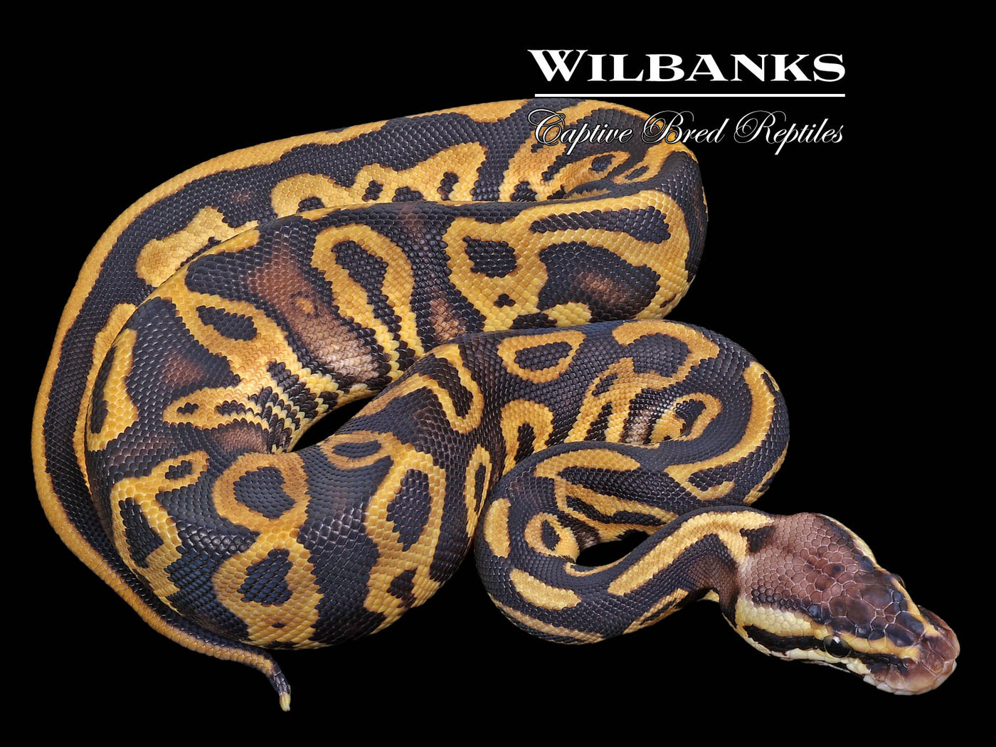 Pastel Leopard Ball Python ♀ '23