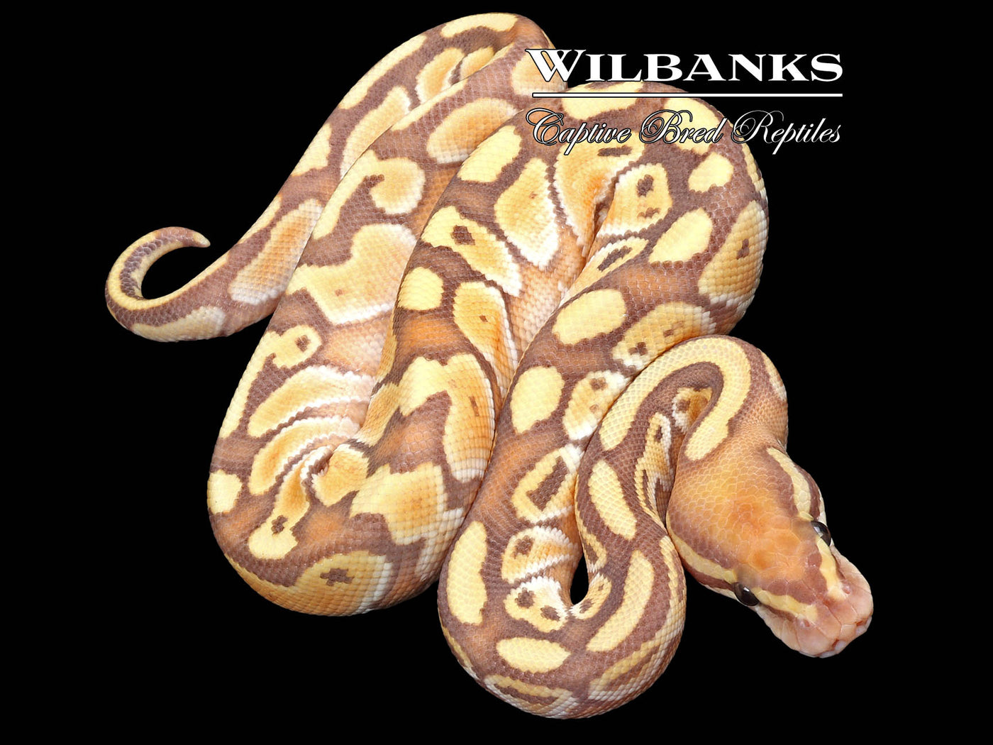 Banana Butter Ball Python ♂ '23