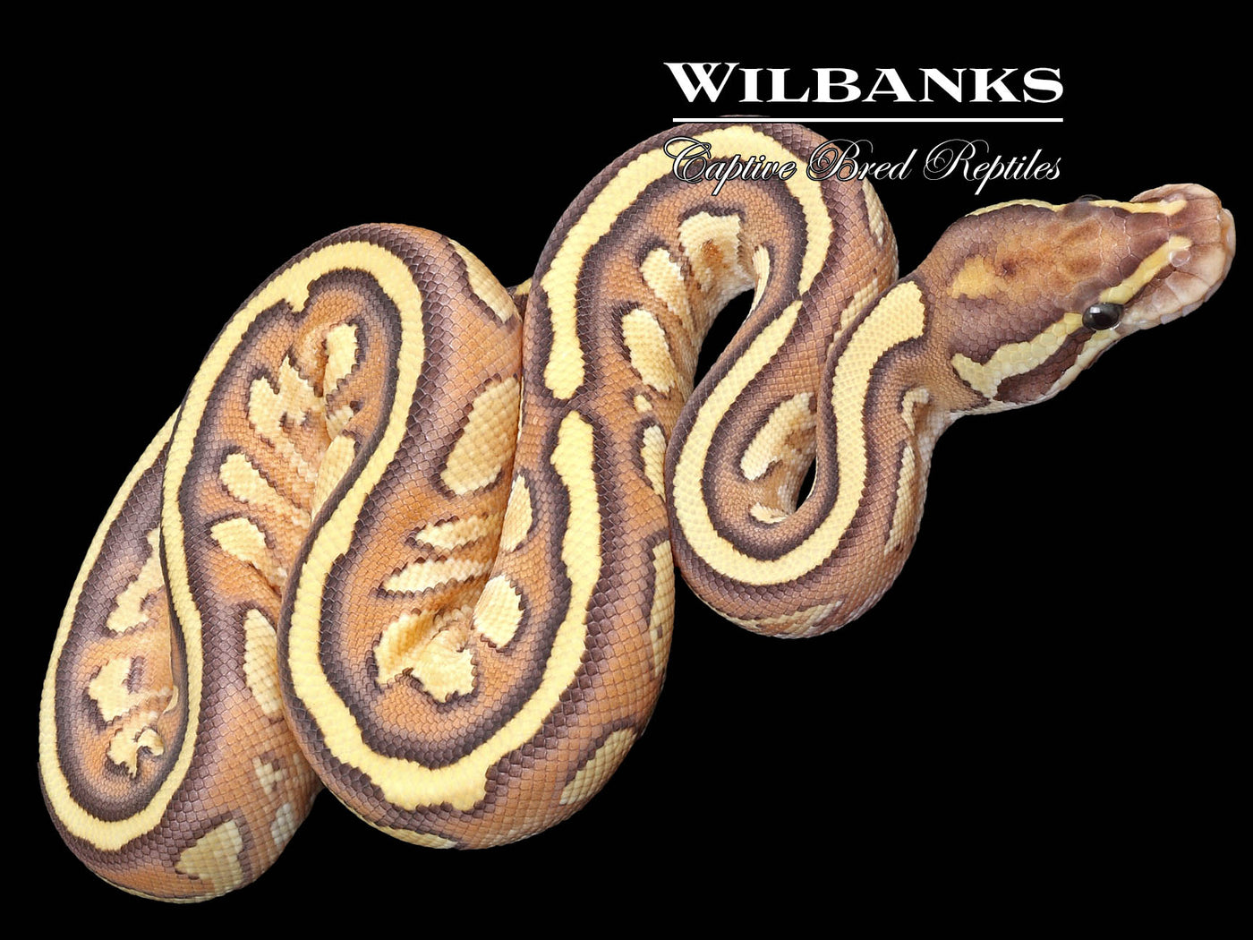 Nuclear Yellow Belly or Asphalt Ball Python ♀ '23
