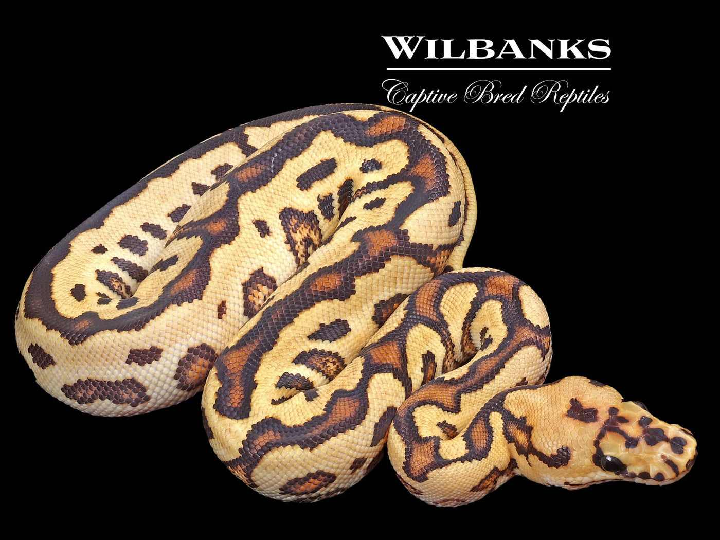 Fire Spotnose Yellow Belly Clown Ball Python ♀ '23