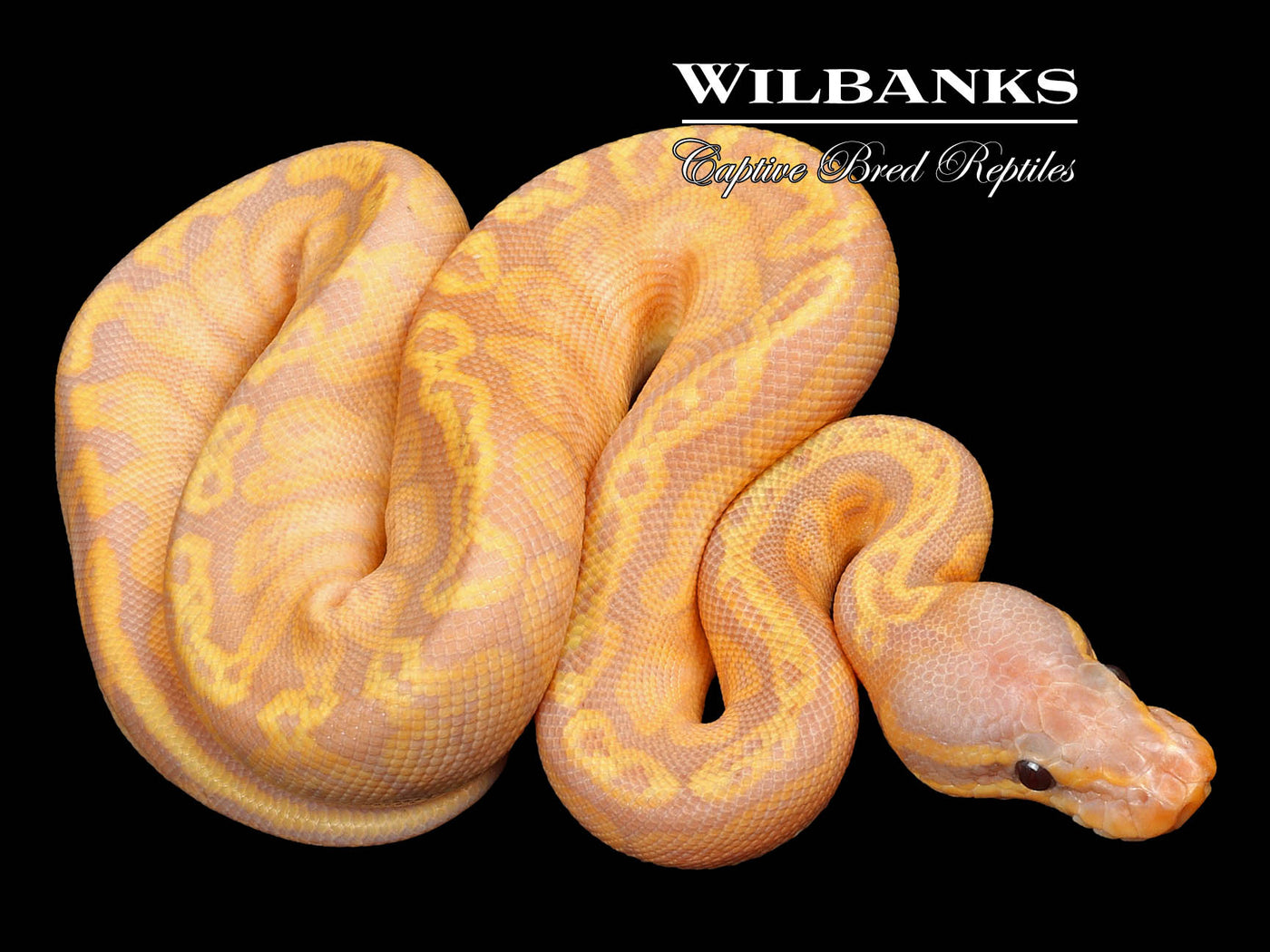 Banana Sunset Ball Python ♀ '23
