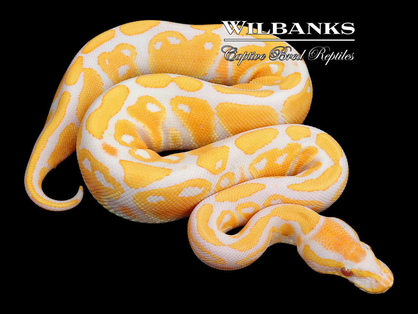 Lavender Albino Ball Python ♀ '23