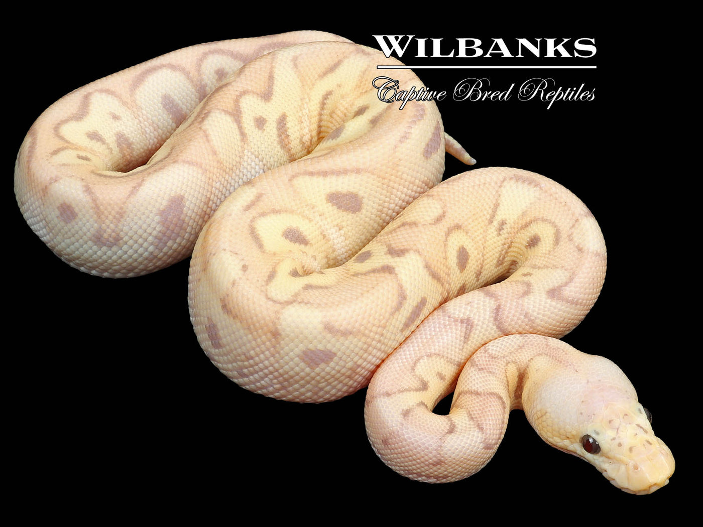 Banana Pastel Clown Ball Python ♂ '23