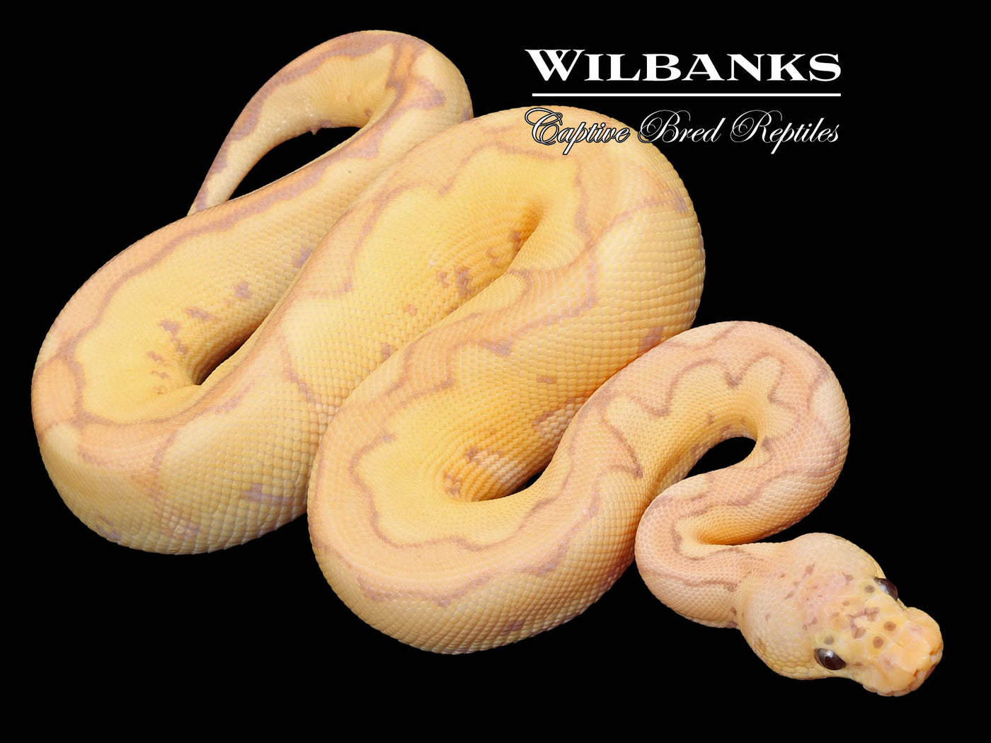 Banana Pastel Blade Clown Ball Python ♂ '23