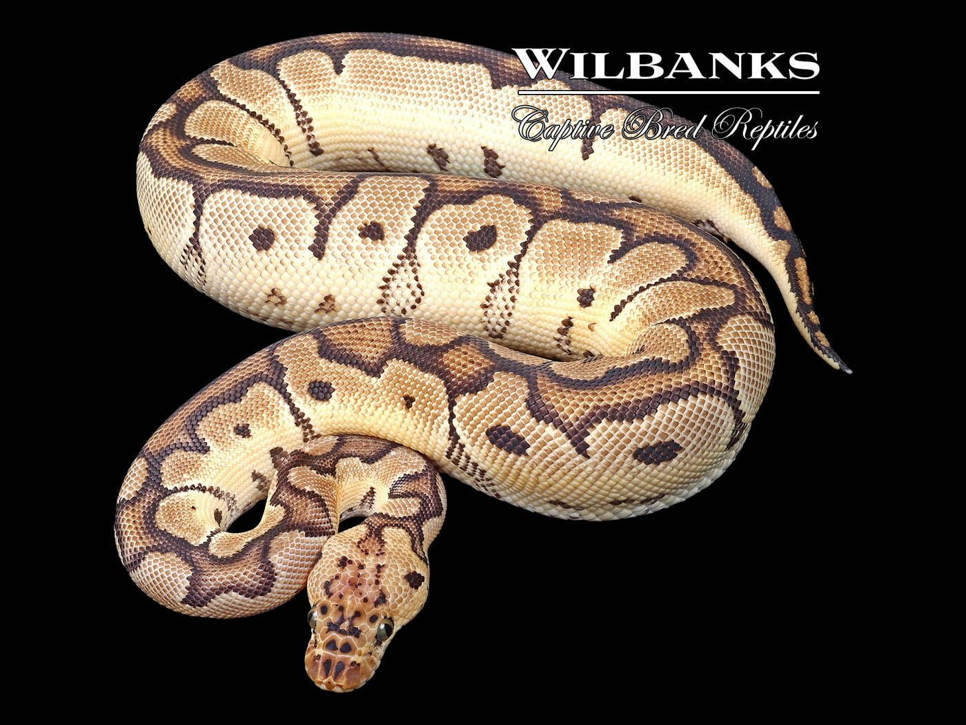 Pastel Clown Ball Python ♂ '22