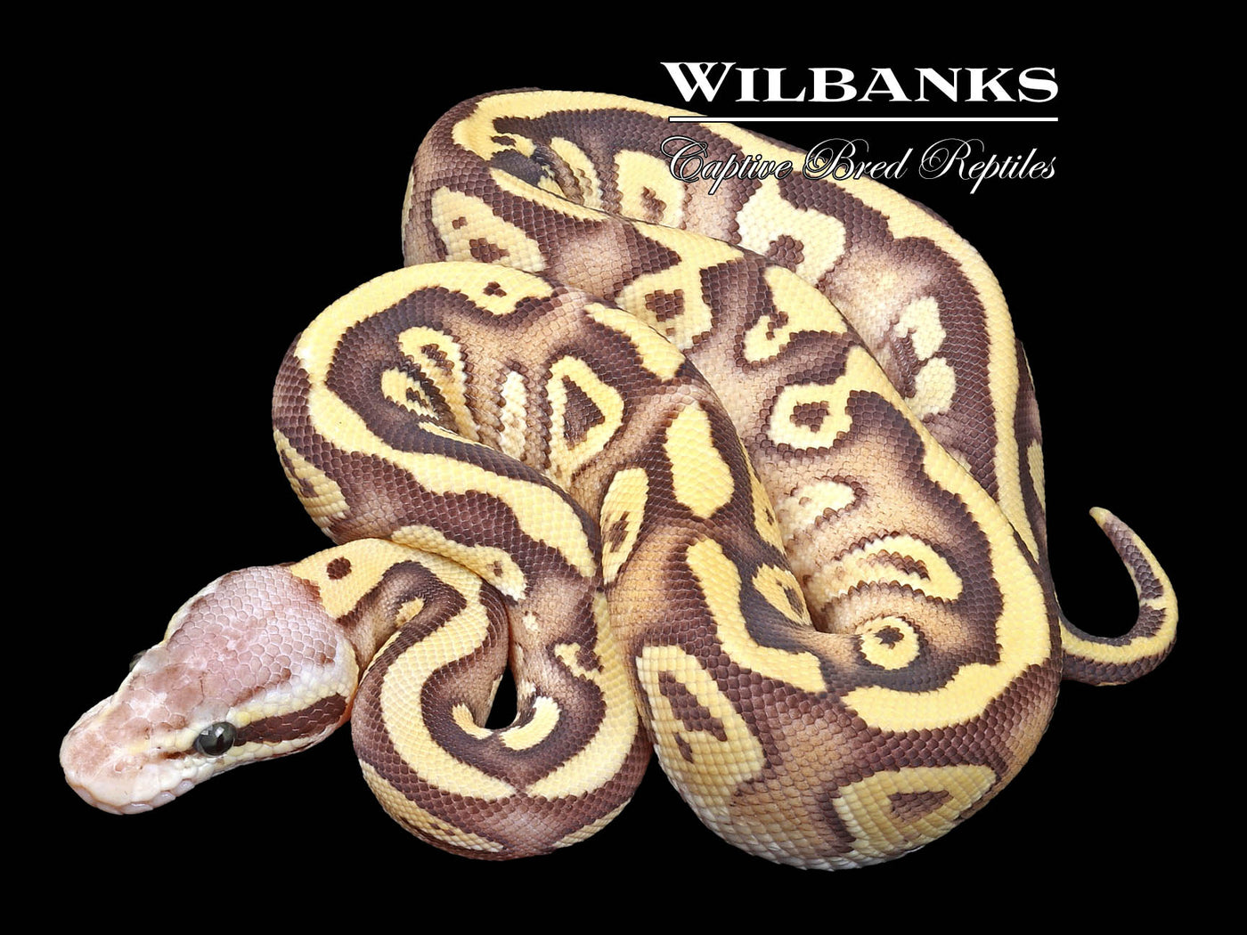 Pastave Fire 100% Het. Clown Ball Python ♂ '23