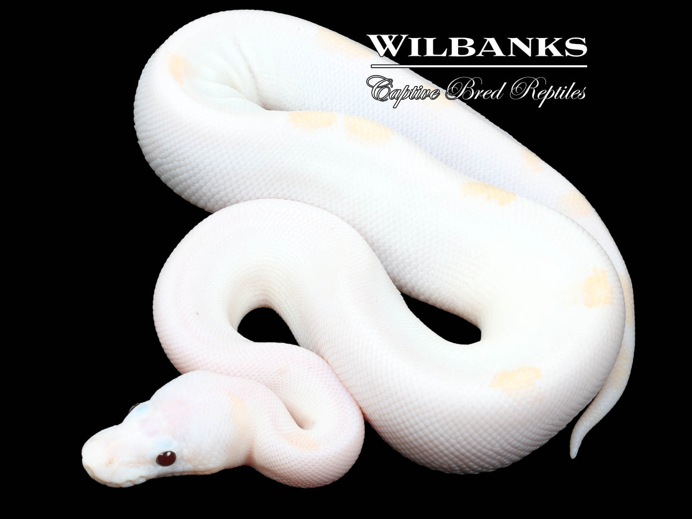 Banana Super Fire Ball Python ♂ '23