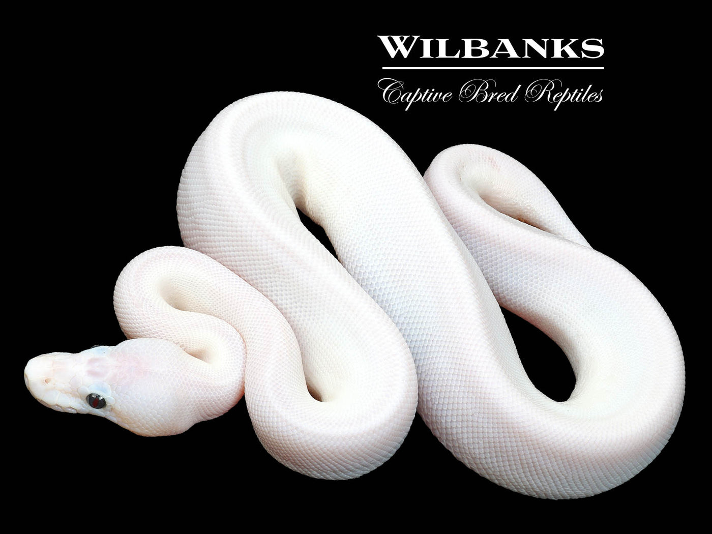 Super Fire Ball Python ♀ '23