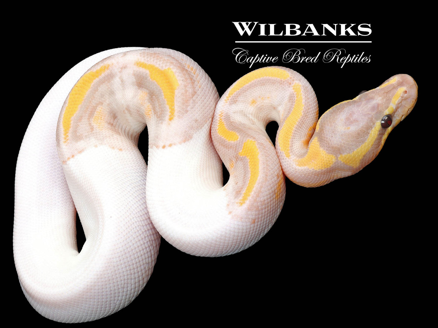 Banana Pied Ball Python ♂ '23