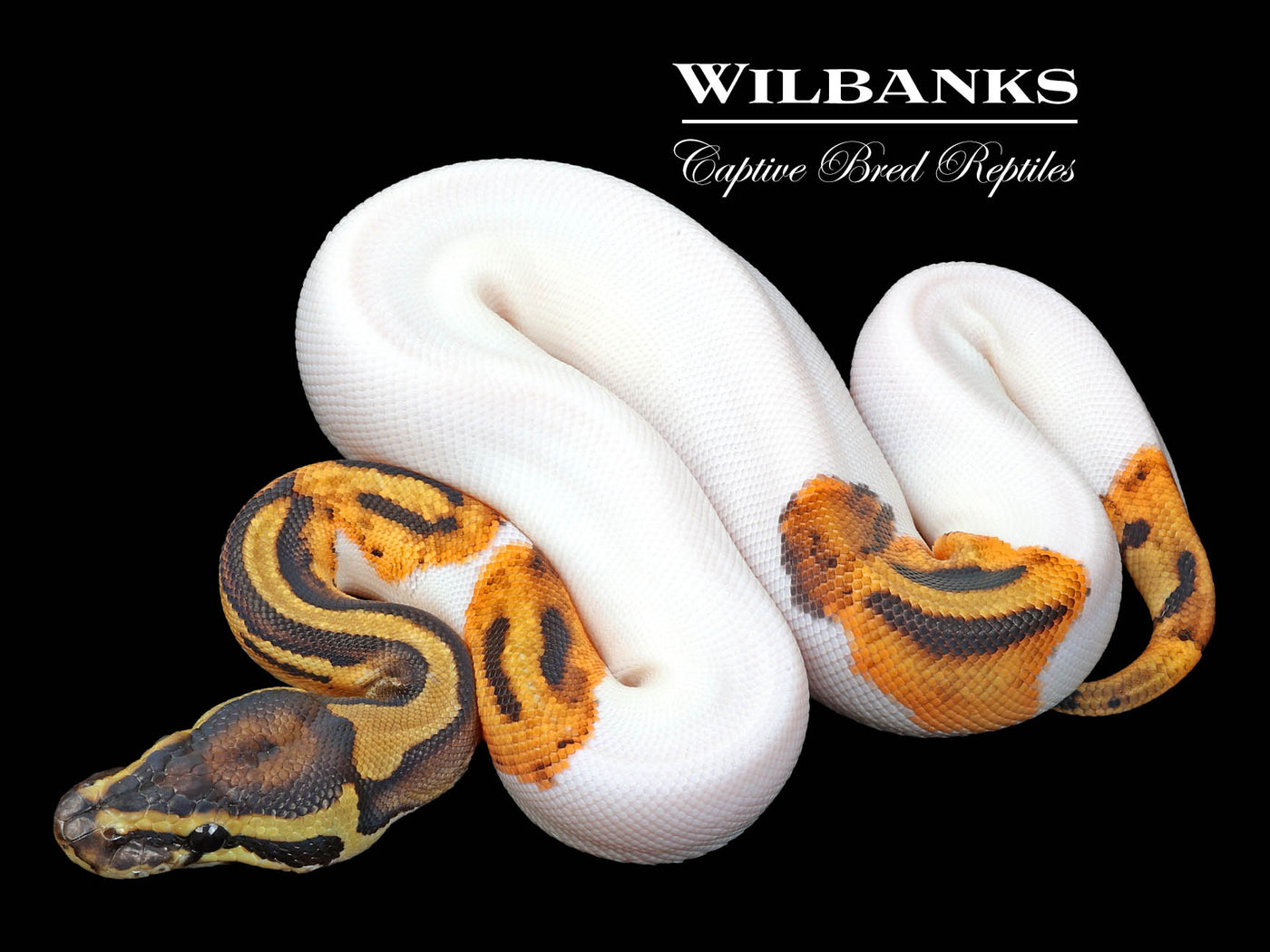 Pied Ball Python ♀ '23