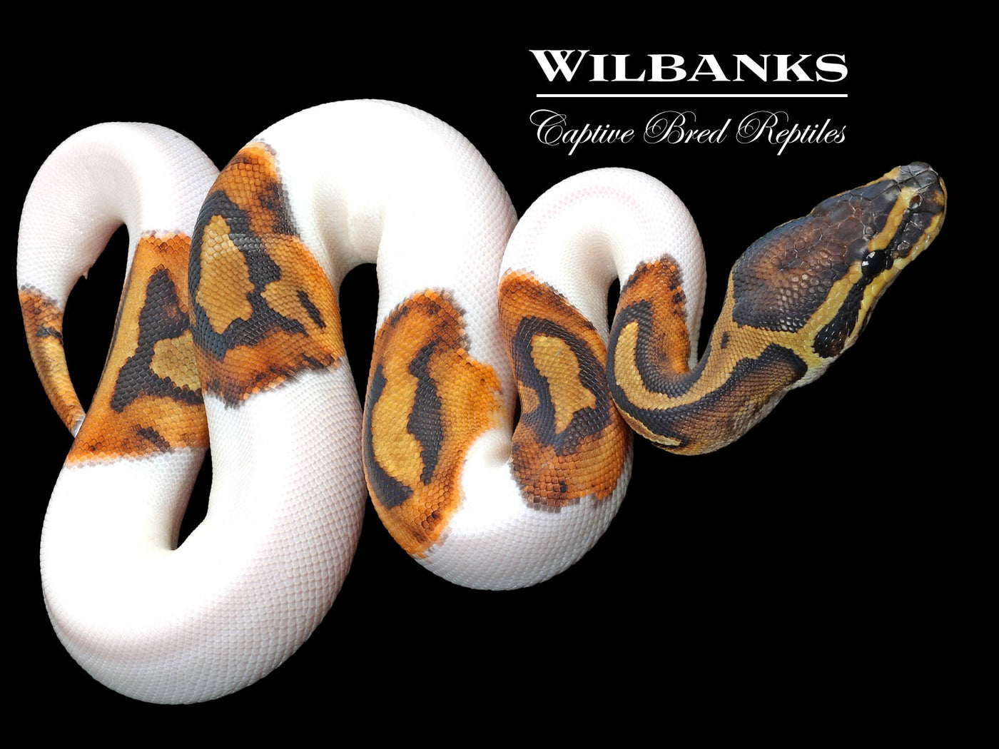 Pied Ball Python ♀ '23