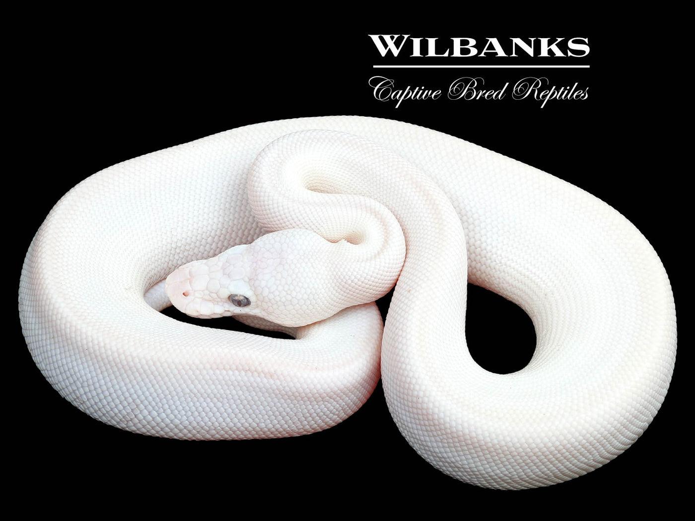 Banana Blue Eyed Lucy (Butter Mojave) Ball Python ♂ '23