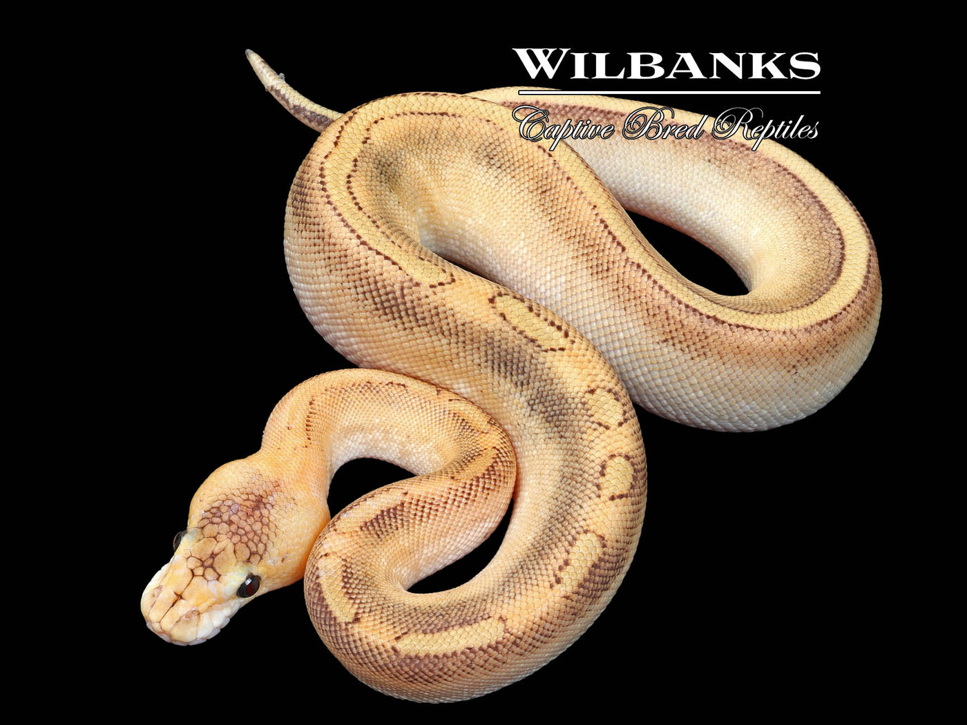 Champagne Ball Python ♀ '23