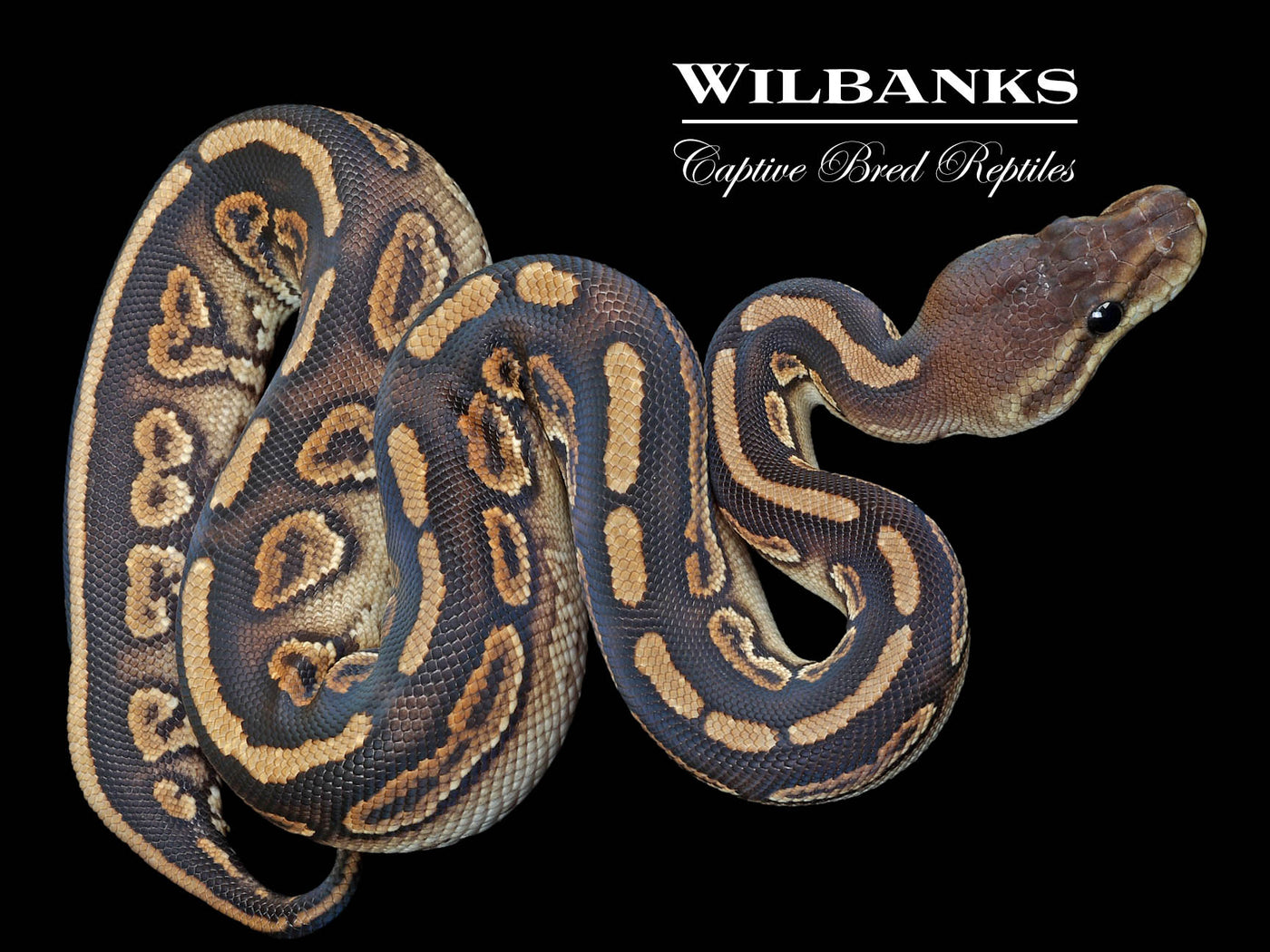 Stranger Cinnamon Ball Python ♀ '23