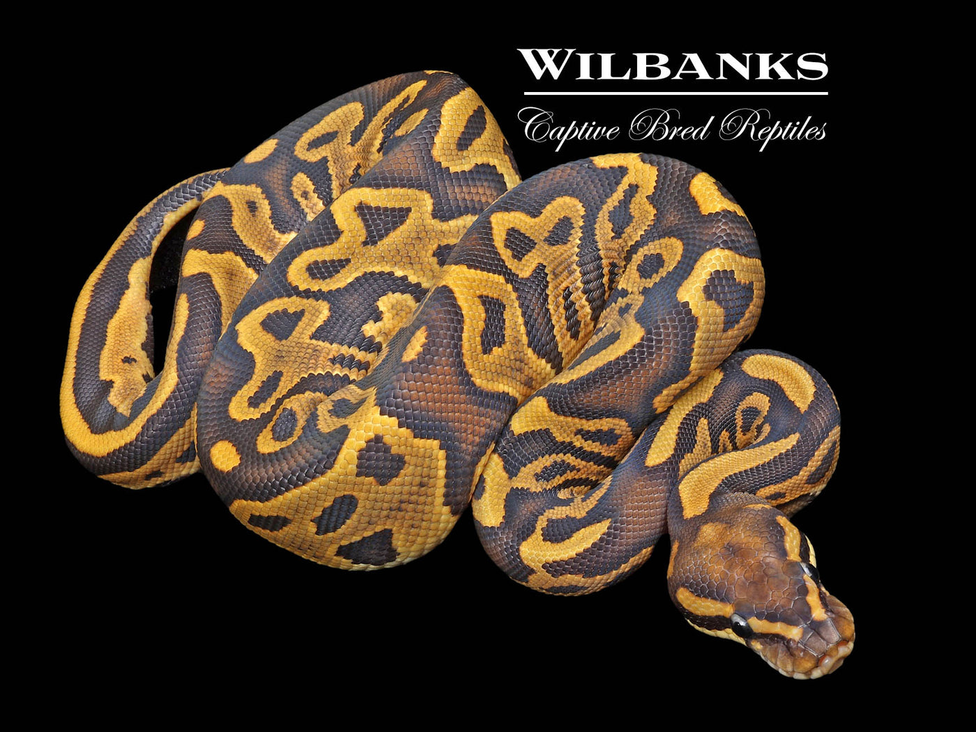 Leopard Orange Crush Ball Python ♀ '23