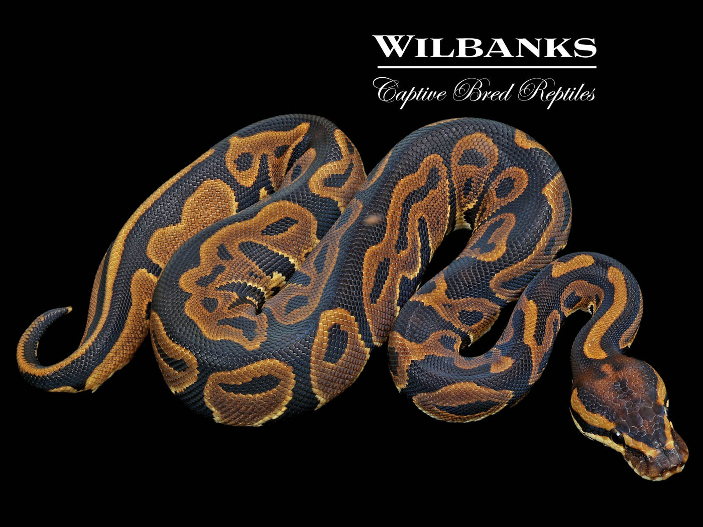 Leopard 100% Het. Orange Crush Ball Python ♀ '23