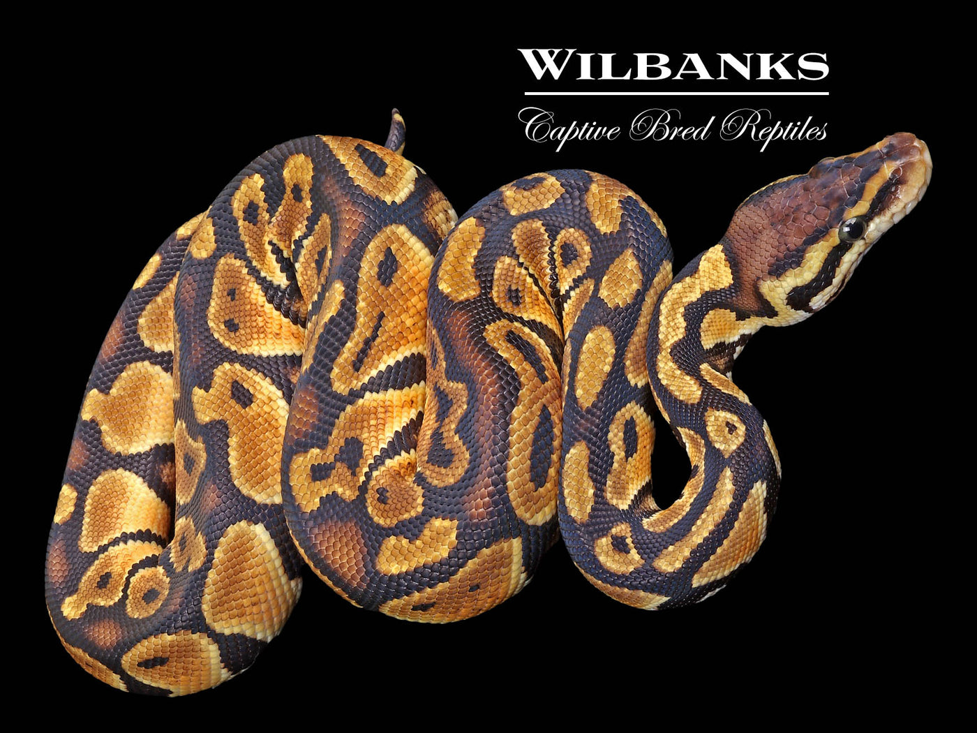 Pastel 100% DH Black Axanthic Clown Ball Python ♂ '23