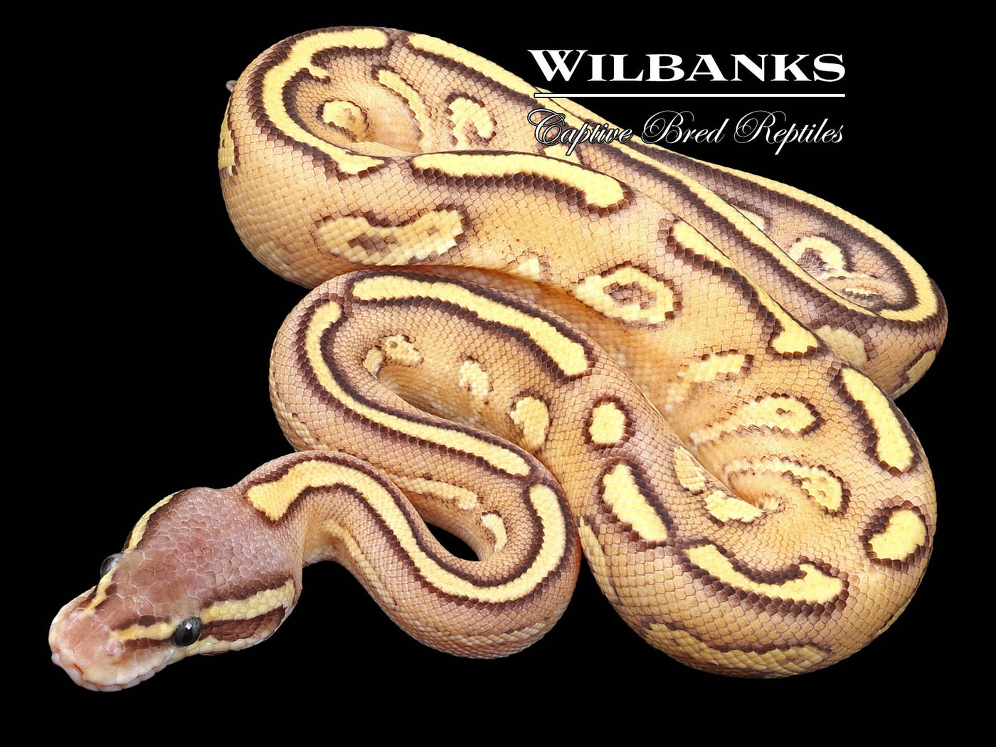 Pastave Red Stripe Fire Yellow Belly Ball Python ♂ '23