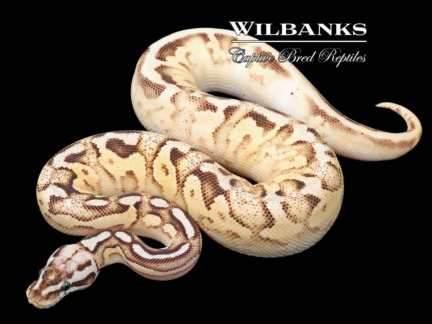 Pewter Fire Enchi Yellow Belly or Asphalt Ball Python ♀ '22
