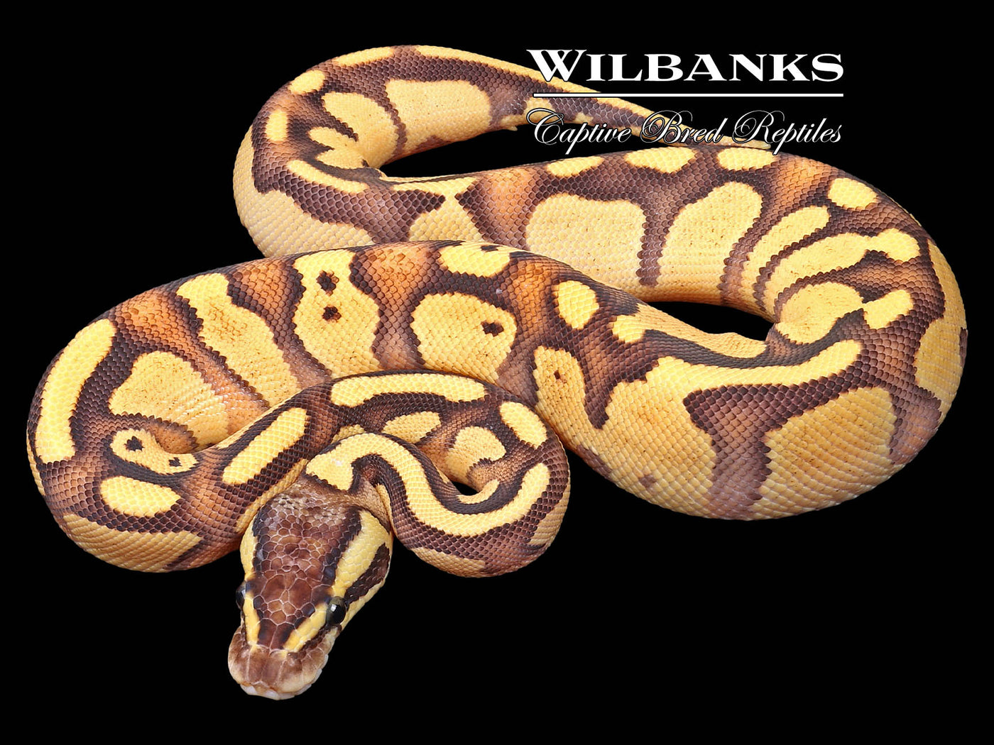Pastel Enchi Ball Python ♀ '23