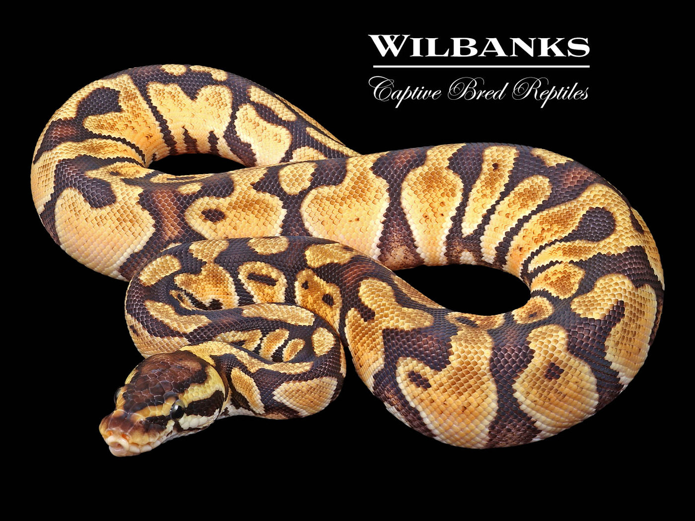 Pastel Enchi Ball Python ♀ '23