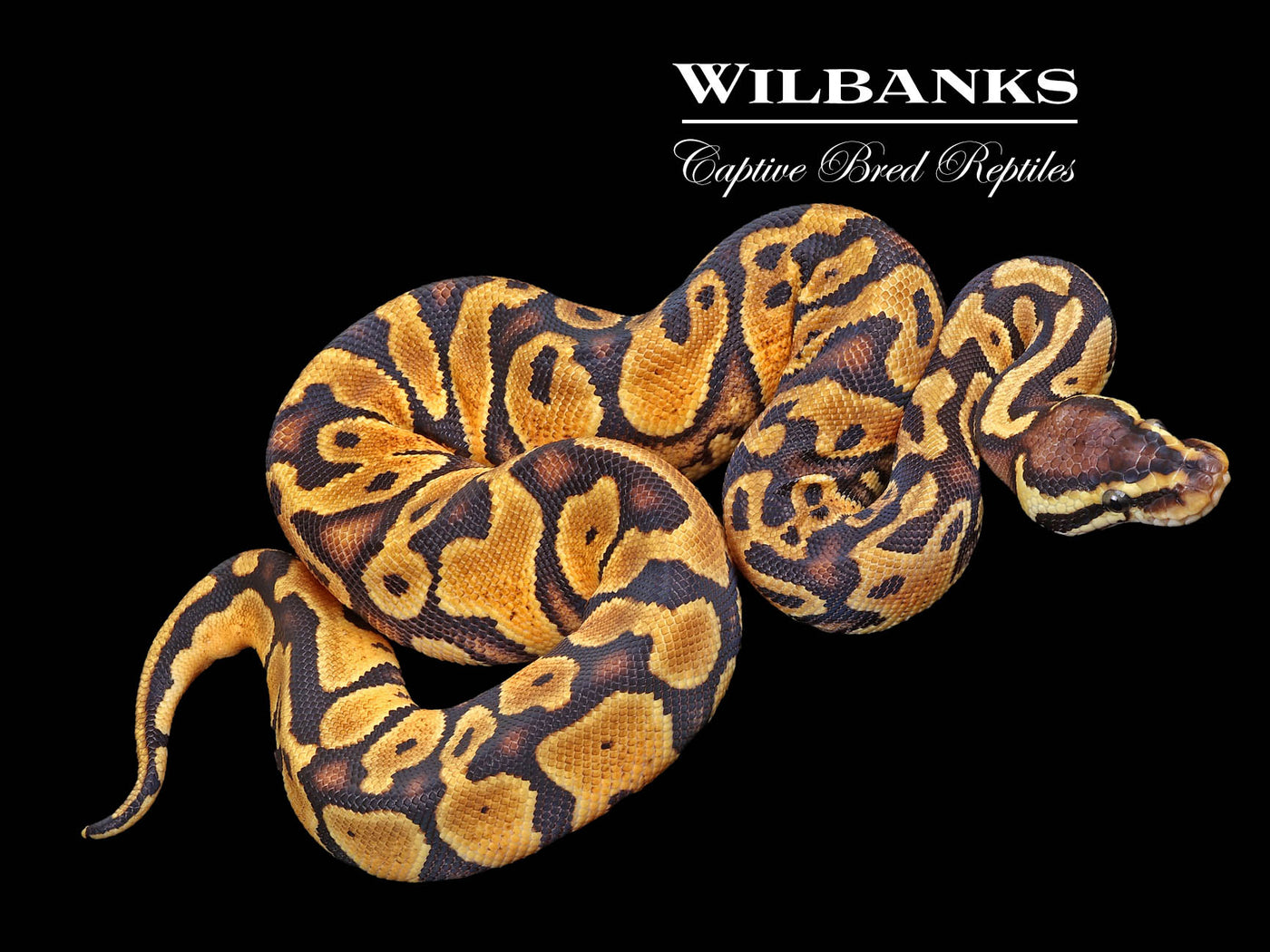 Pastel Yellow Belly or Asphalt Ball Python ♀ '23
