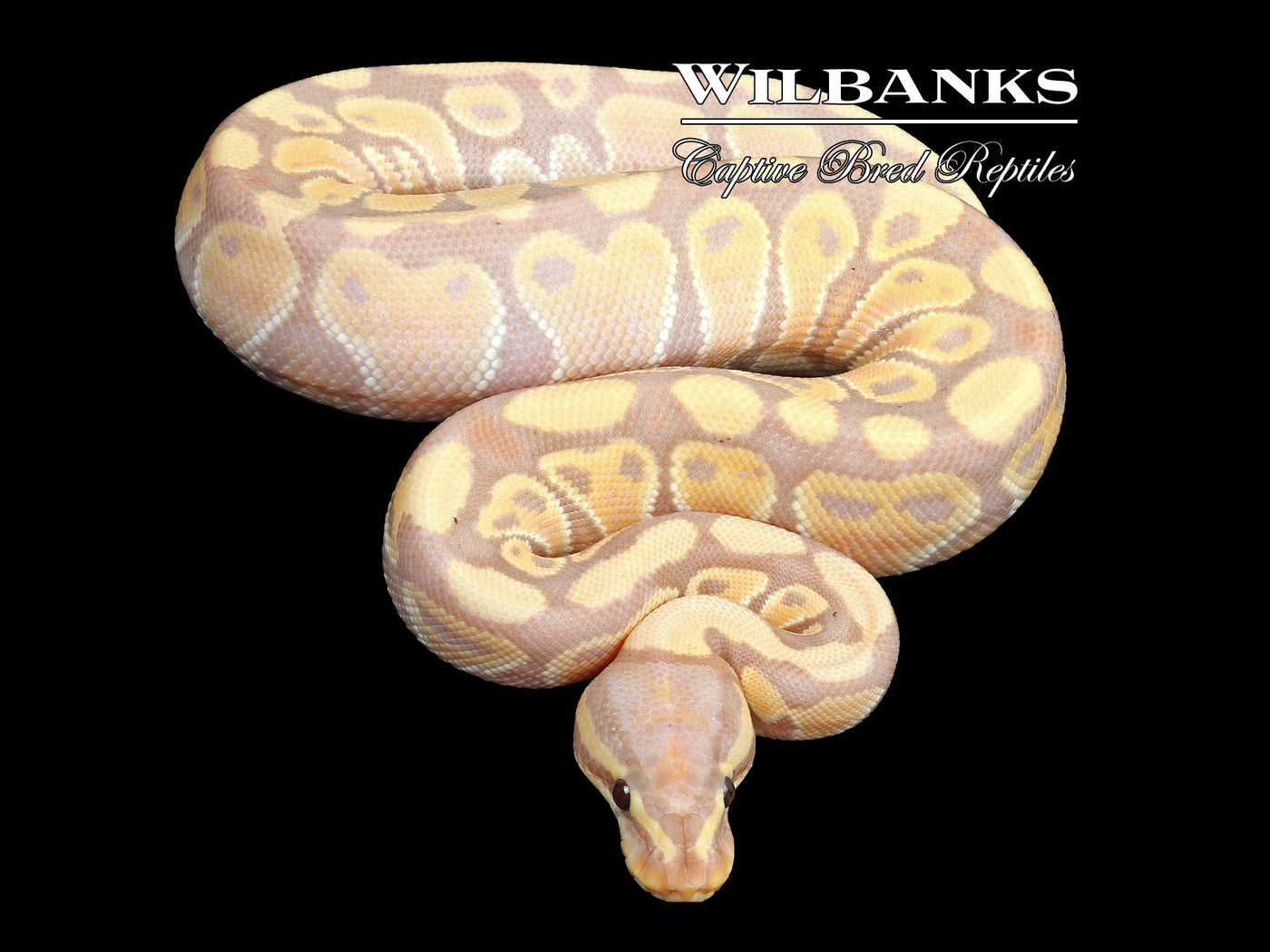 Banana 100% Het. Clown Ball Python ♂ '23