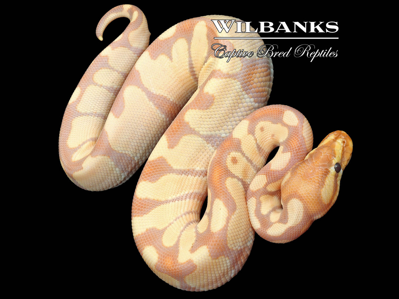 Banana Enchi Ball Python ♂ '23