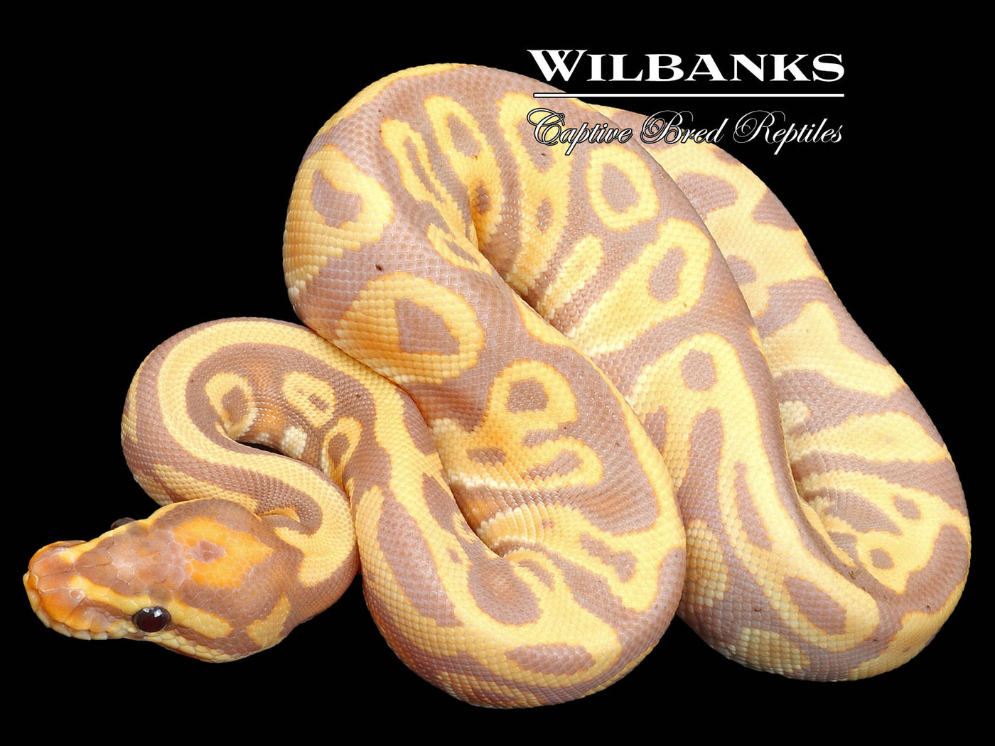 Banana Leopard Ball Python ♀ '23
