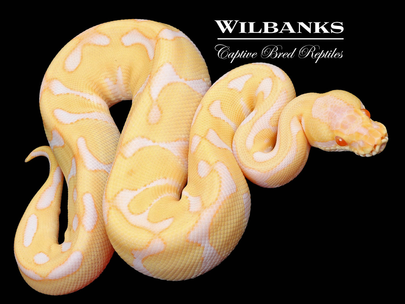 Albino Leopard Enchi Ball Python ♂ '23
