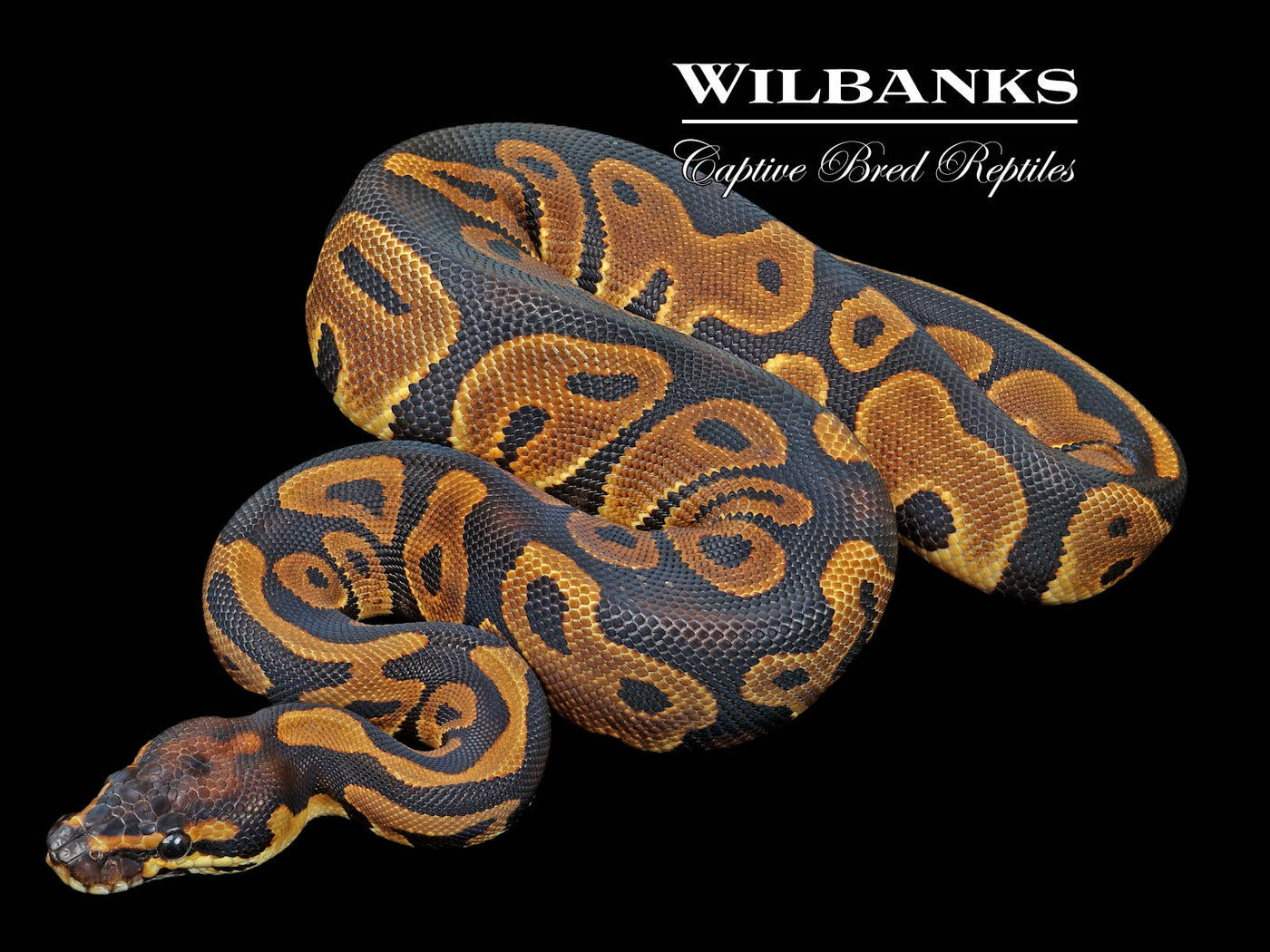 Leopard 100% Het. Albino Ball Python ♀ '23