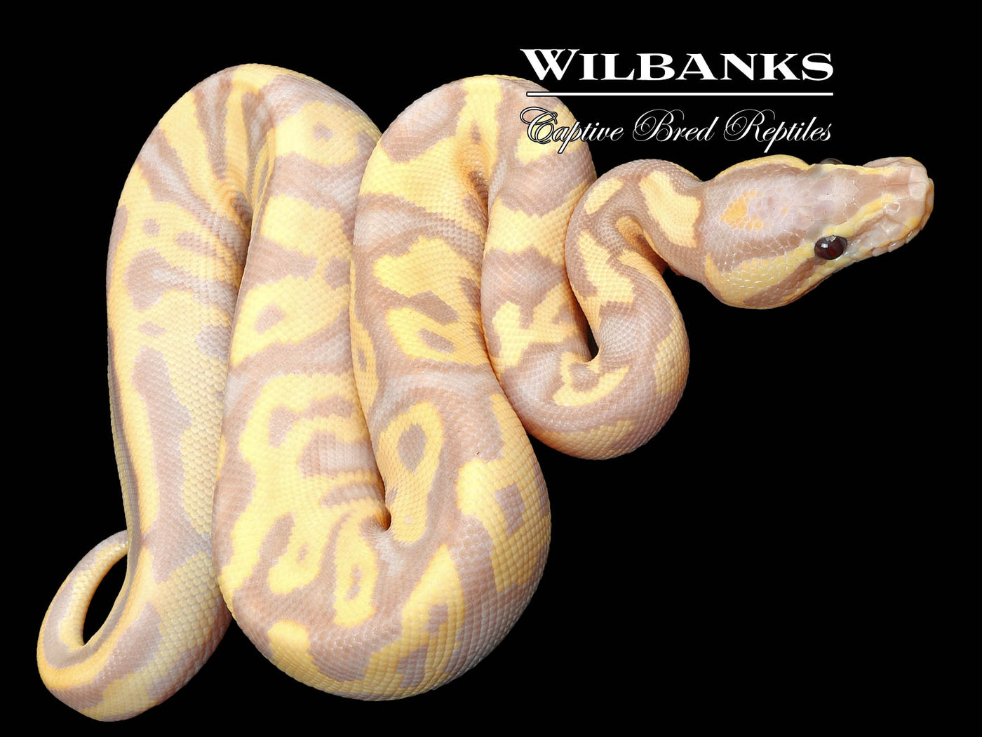 Banana Leopard Fire Yellow Belly Ball Python ♂ '23